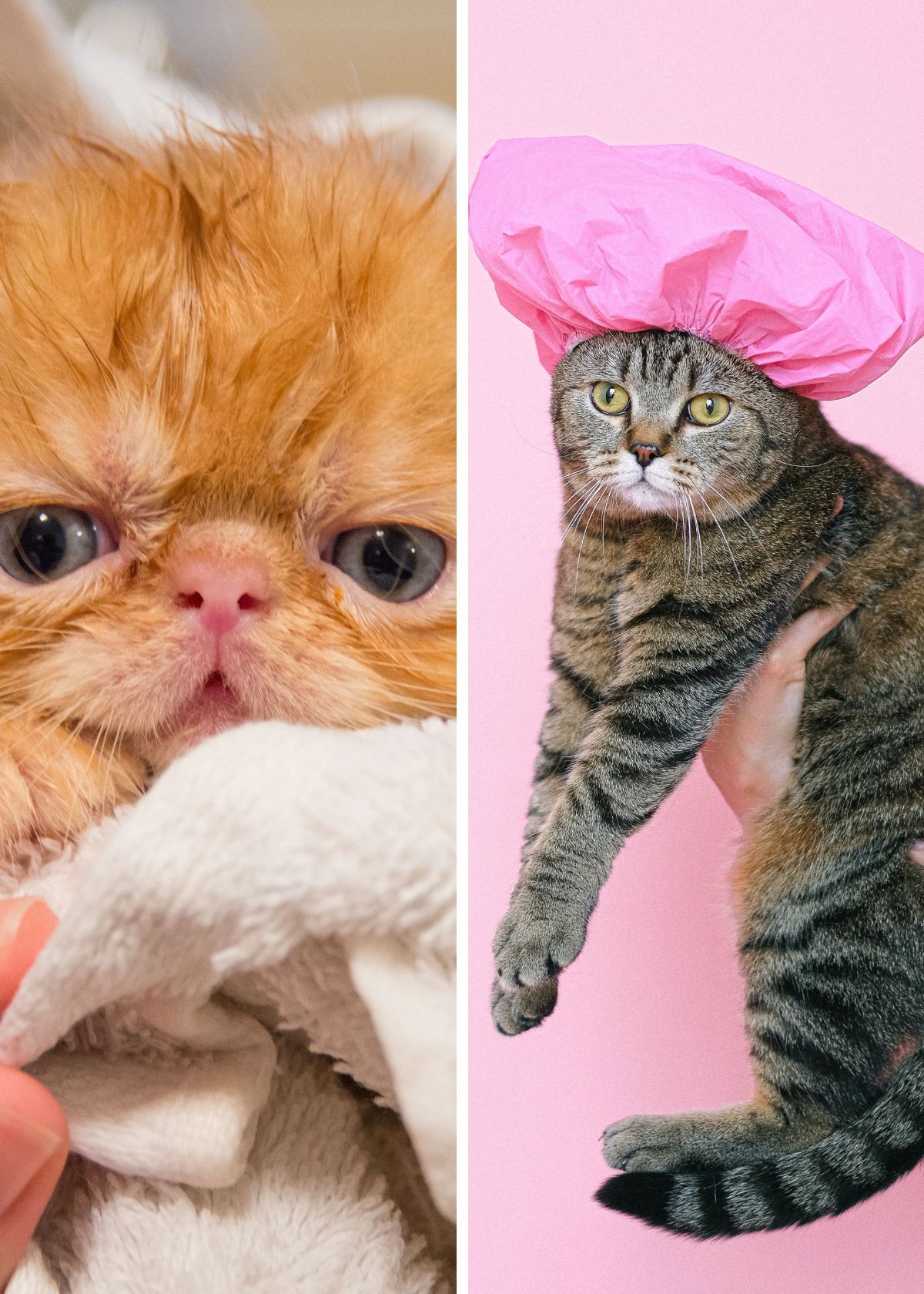 How I Got My Cat To Love Bath Time With The Best Cat Shampoos!