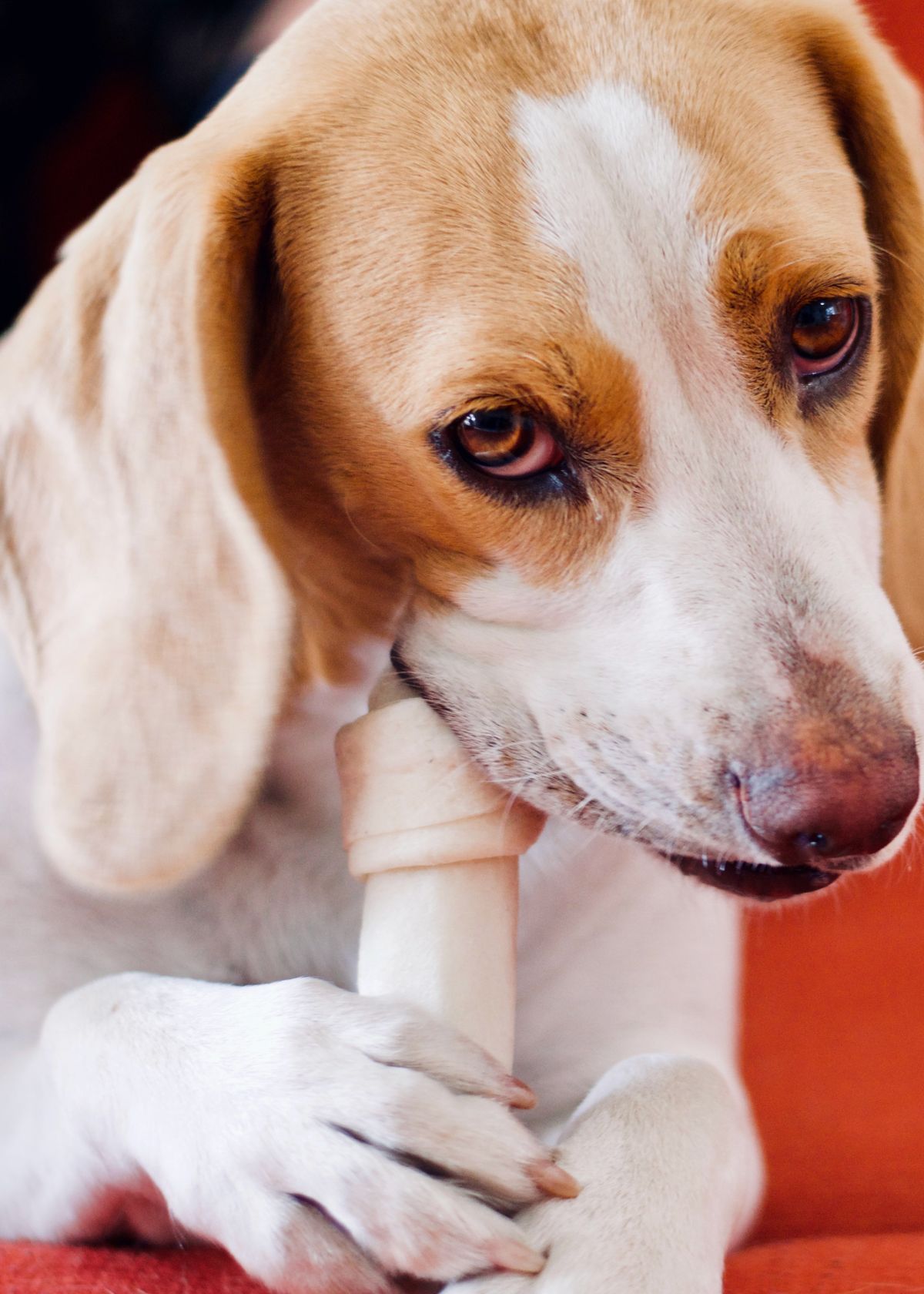 How Often Should I Give My Dog Bully Sticks?