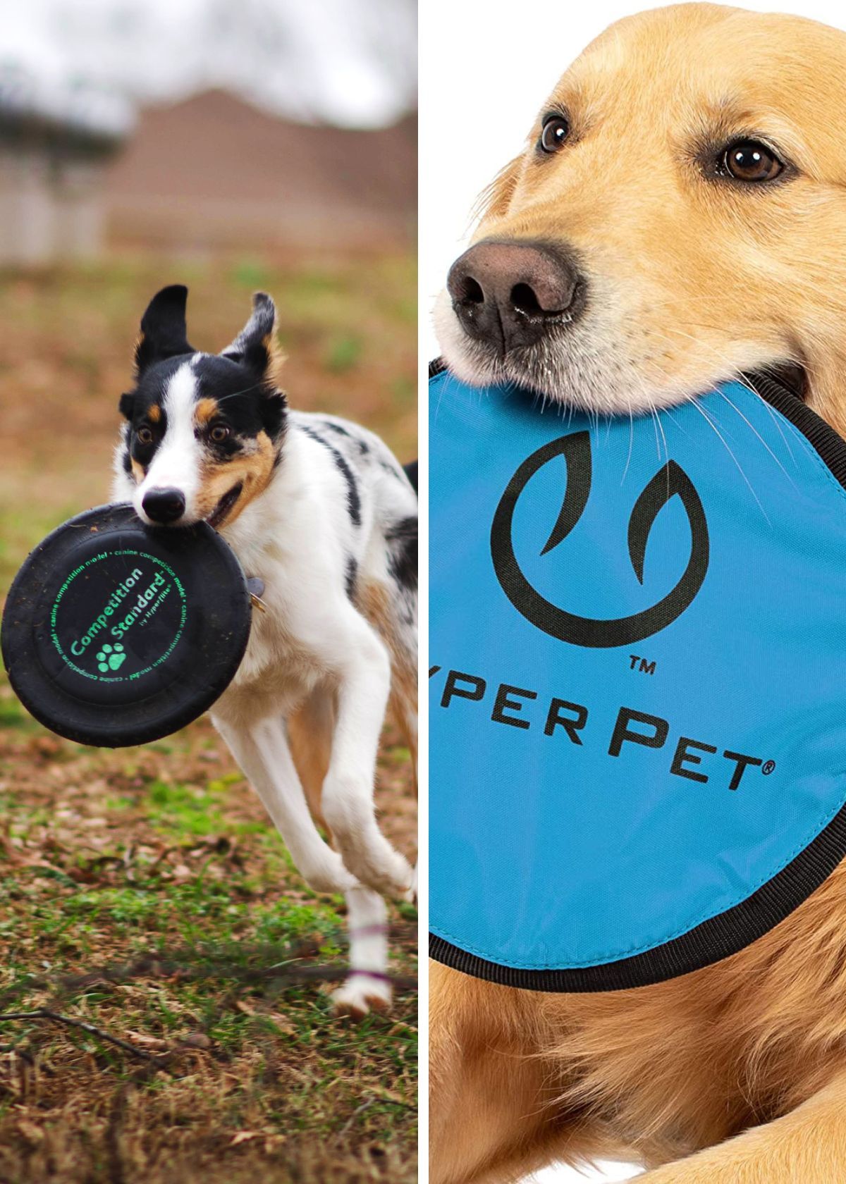 How To Choose the Best Dog Frisbee For Your Pet!