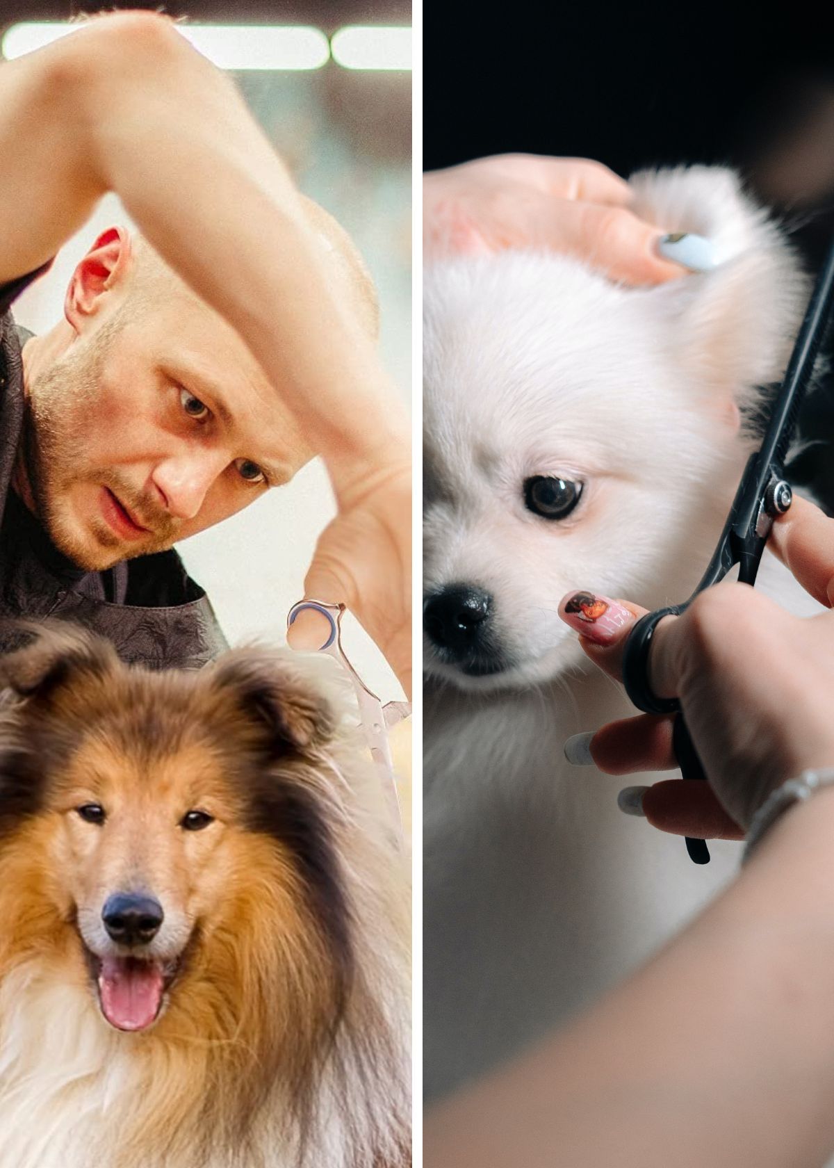 Tame That Mane! Get The Best Dog Grooming Scissors Today!