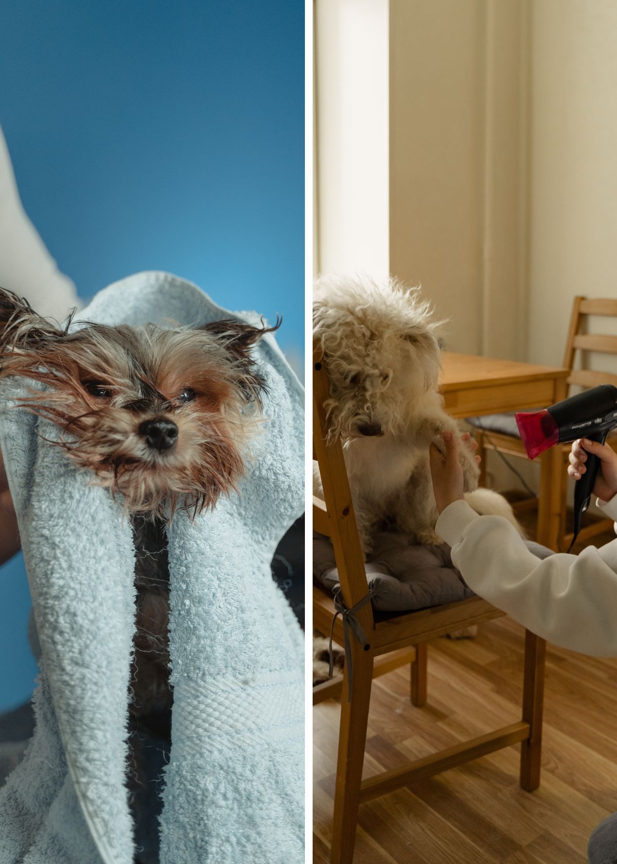 Get Ready to Blow The Best Dog Hair Dryers for Pampered Pets!