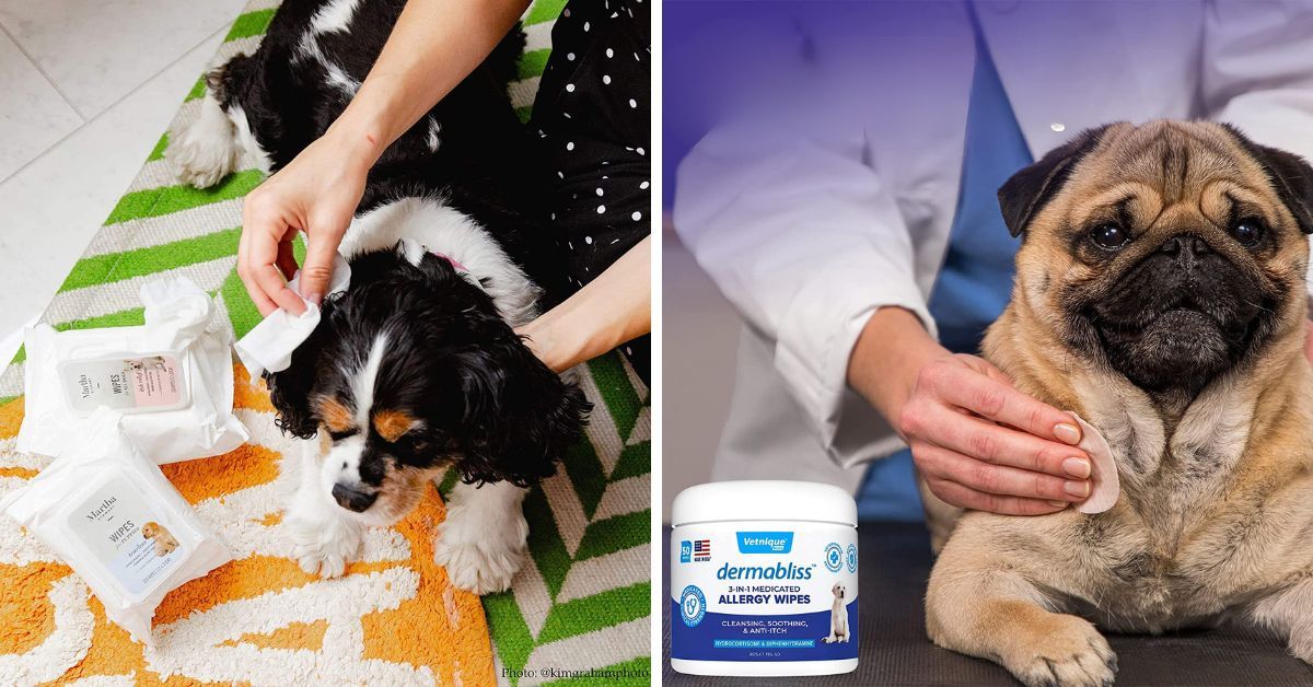 Top 5 Allergy Wipes To Soothe Your Pup's Skin!