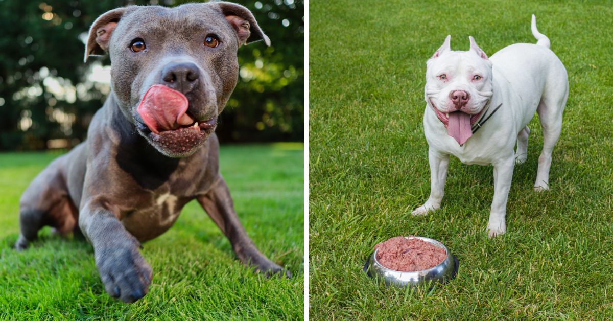 Pitbulls Can't Resist These Top 5 Food's!