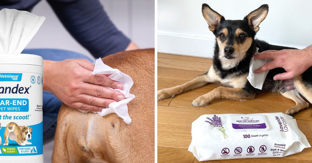 No More Ruff Times With These Top 5 Doggy Booty Wipes!