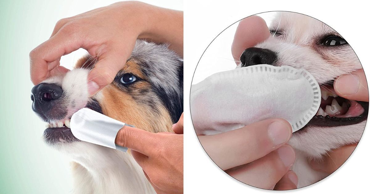 The Top 5 Dog Dental Wipes Your Pup Will Wag About!