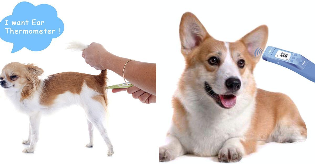 The 4 Best Dog Ear Thermometers for Pet Parents!