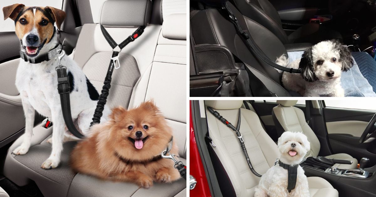 Trap In Your Furry CoPilot The 5 MustHave Dog Seat Belts!