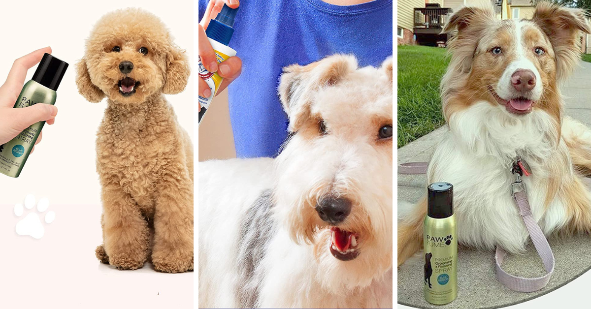Sniff Out The Best 6 Dog Deodorizing Sprays!