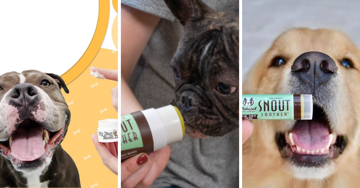 Pamper Those Snoots With Our Picks For The Top 5 Dog Nose Balms!
