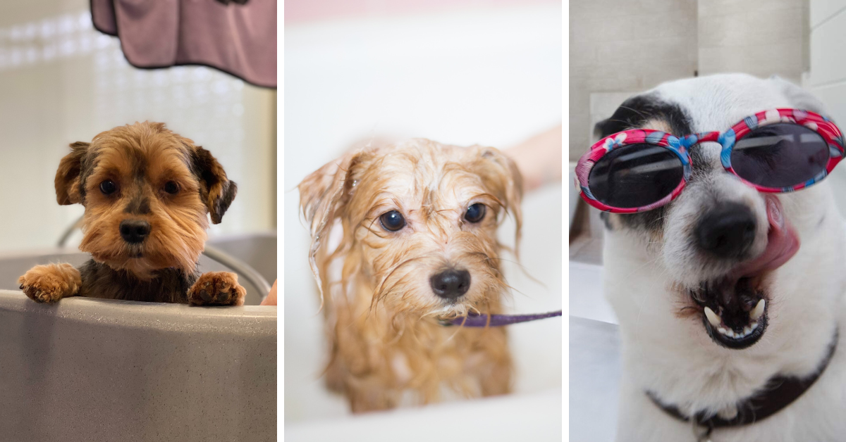 Pet Pampering At Its Finest Reveal The Ultimate Shampoo Picks For Puppies!