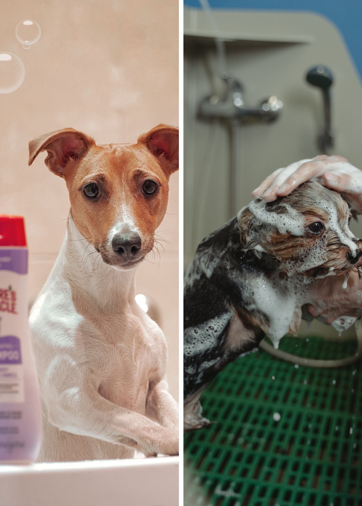 Top 5 Dog Itching Shampoos: Quick Relief Guide