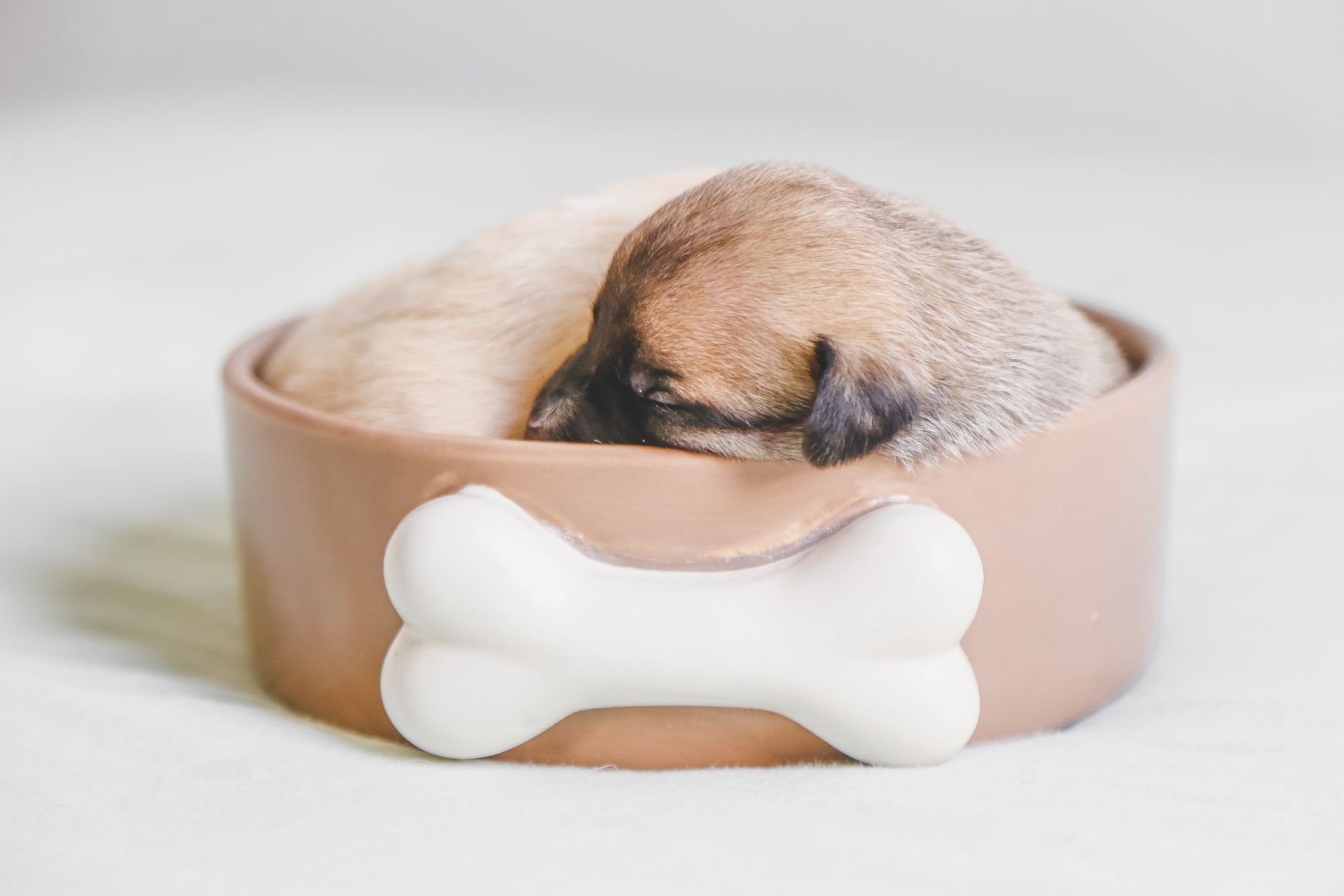New Product Alert: Slow Feeder Bowls for Dogs!