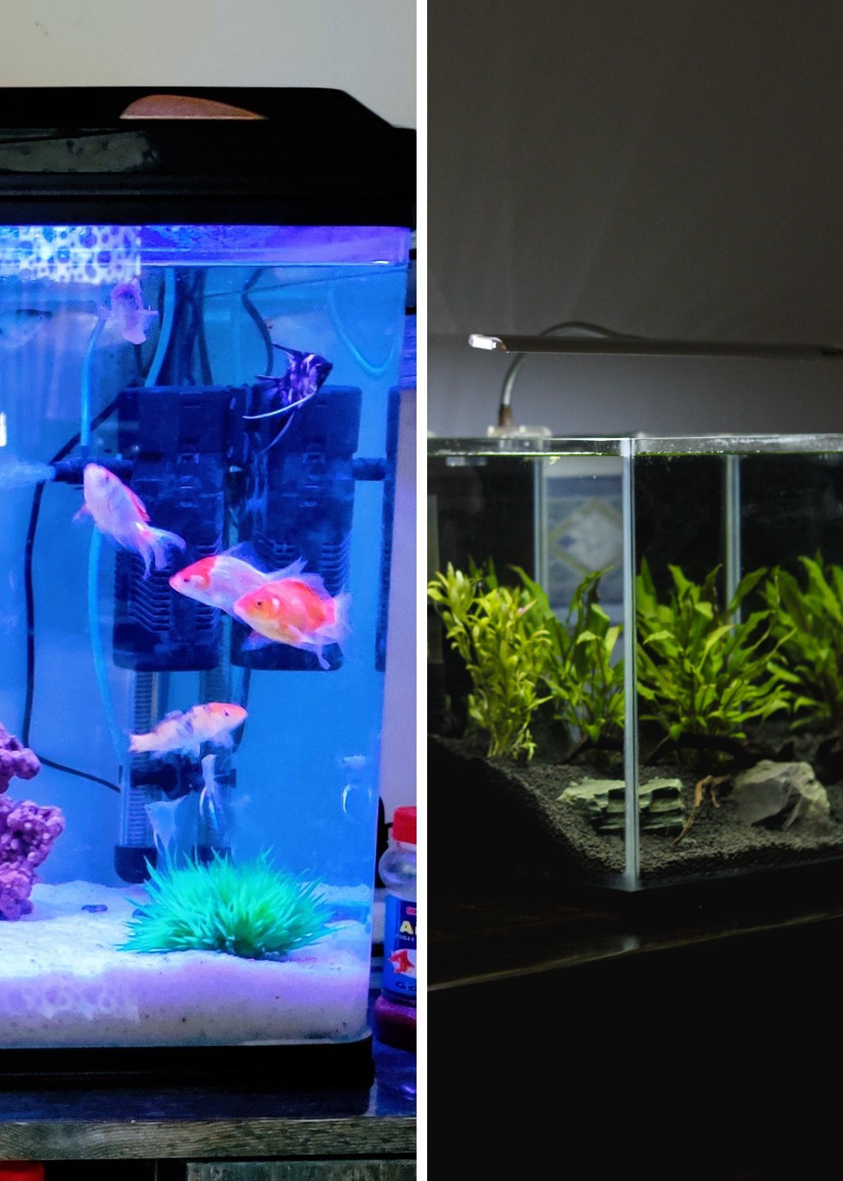 Dive Into Crystal Clear Waters With The Top 5 Aquarium Filters!