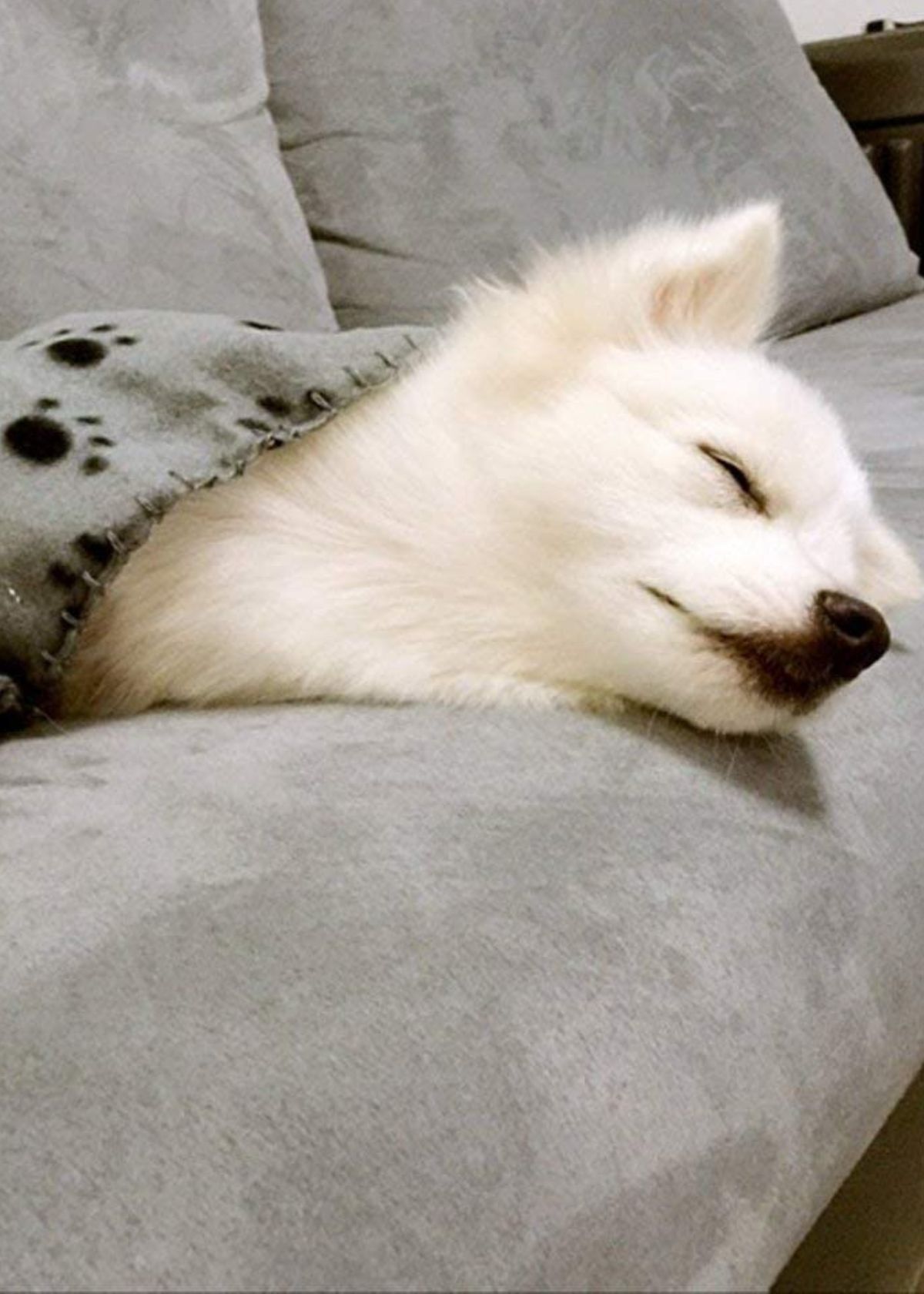 The Coziest Canines: What Kind Of Blankets Are Good For Dogs?