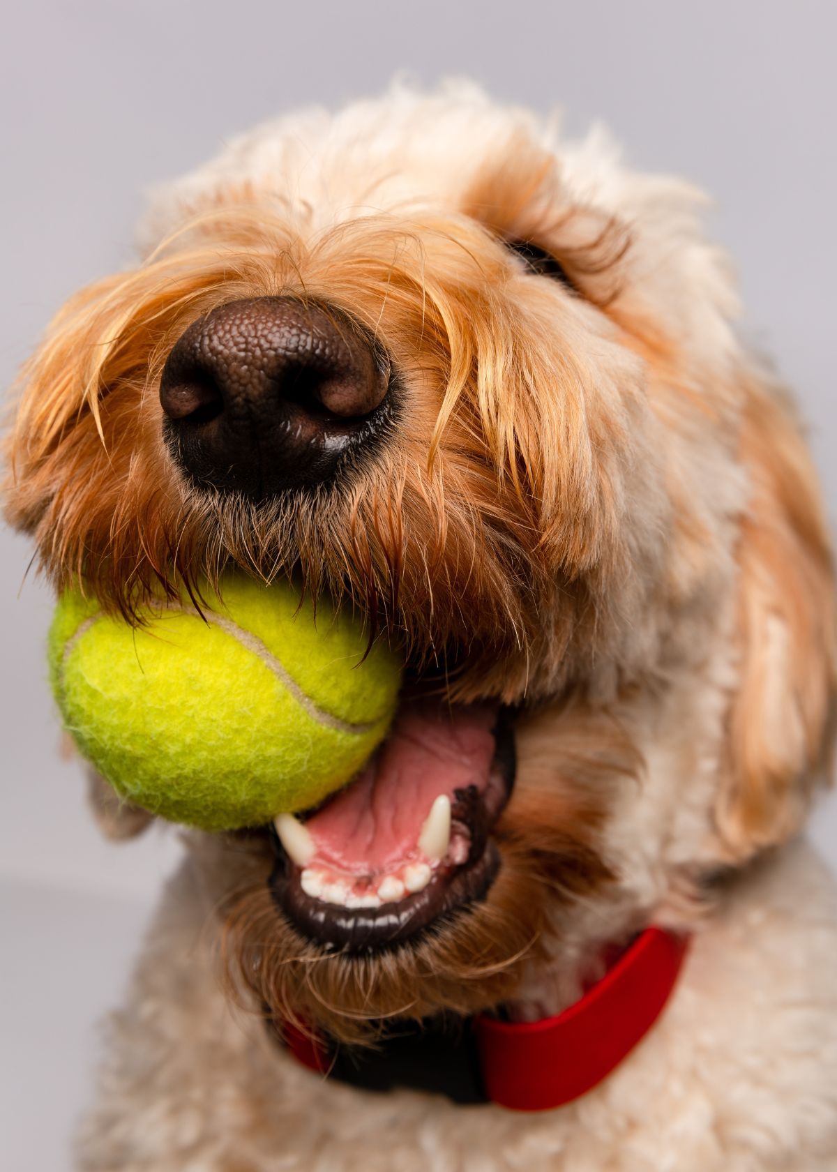 How to Choose the Perfect Ball For Your Furry Friend!