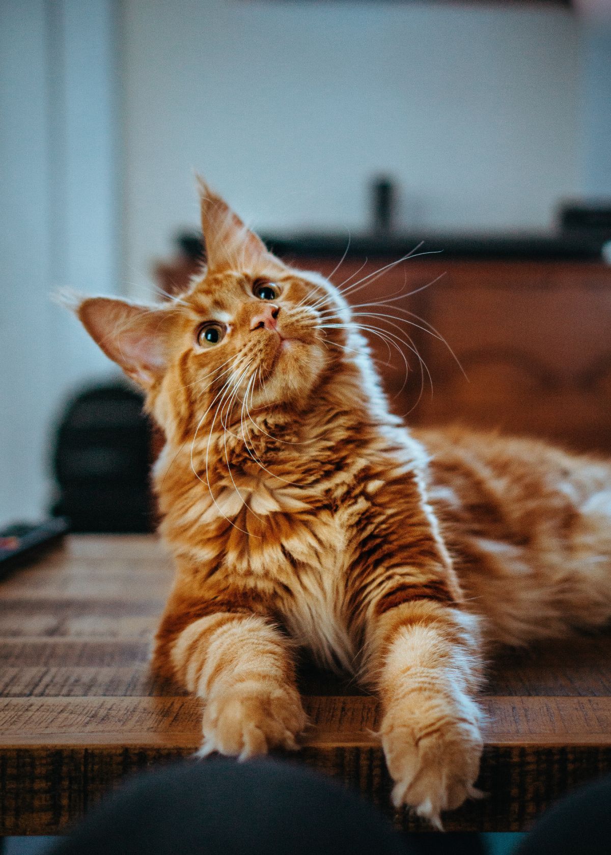 The Surprising Benefits of Using Tofu Cat Litter!