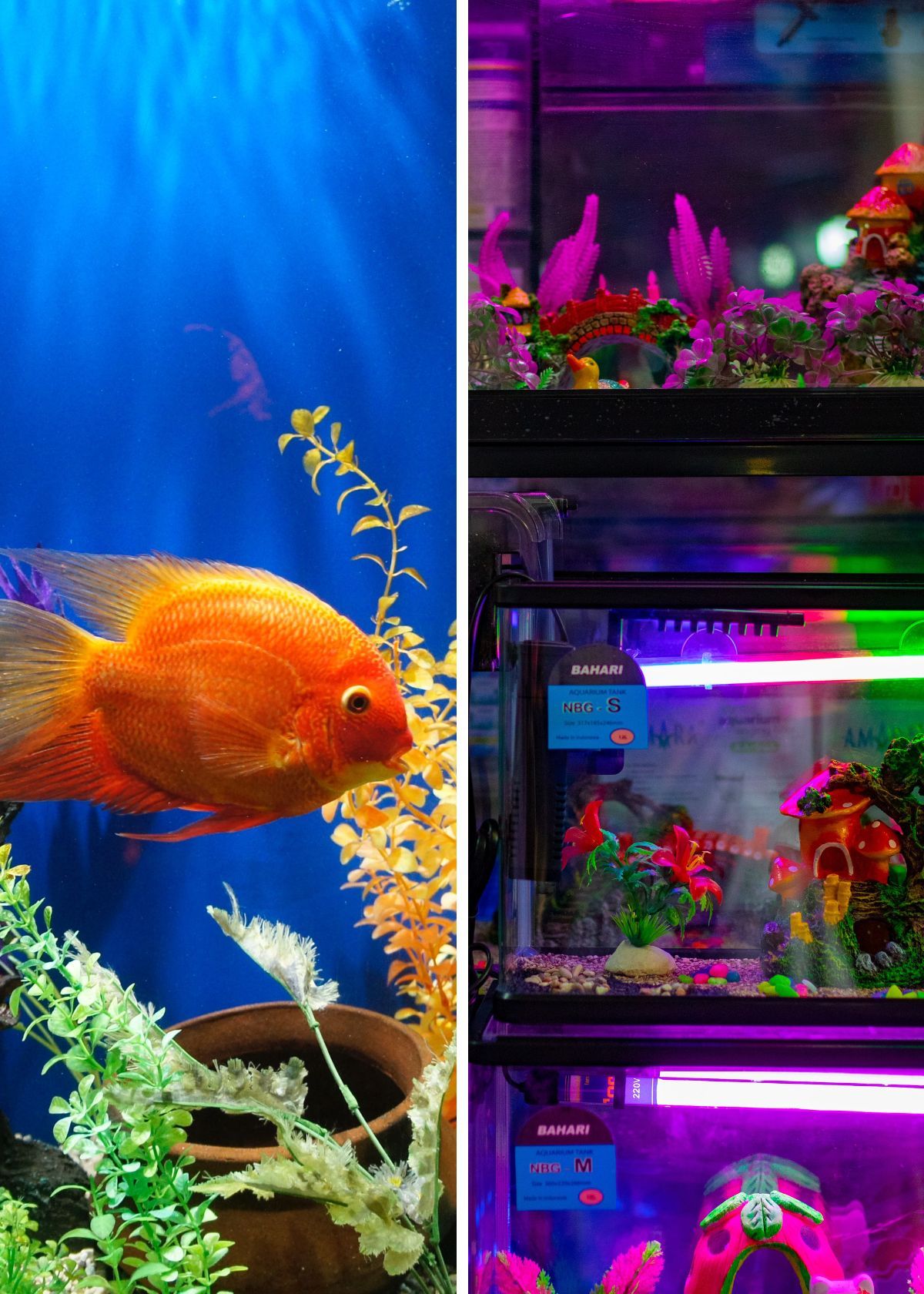 5 Must-have Aquarium Heaters For Your Aquatic Friends!