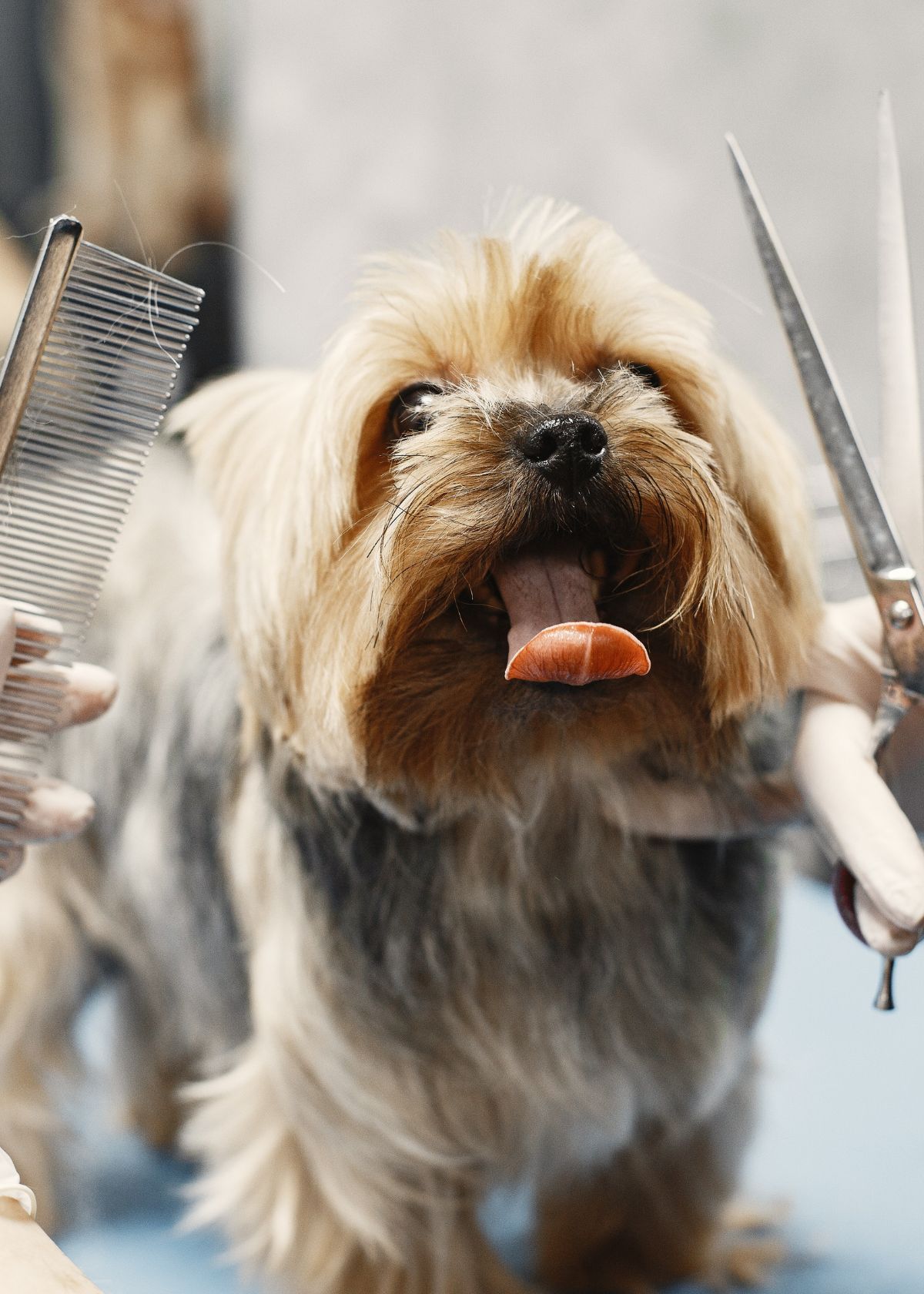 What Scissors Do Dog Groomers Use? The Secret is Out!