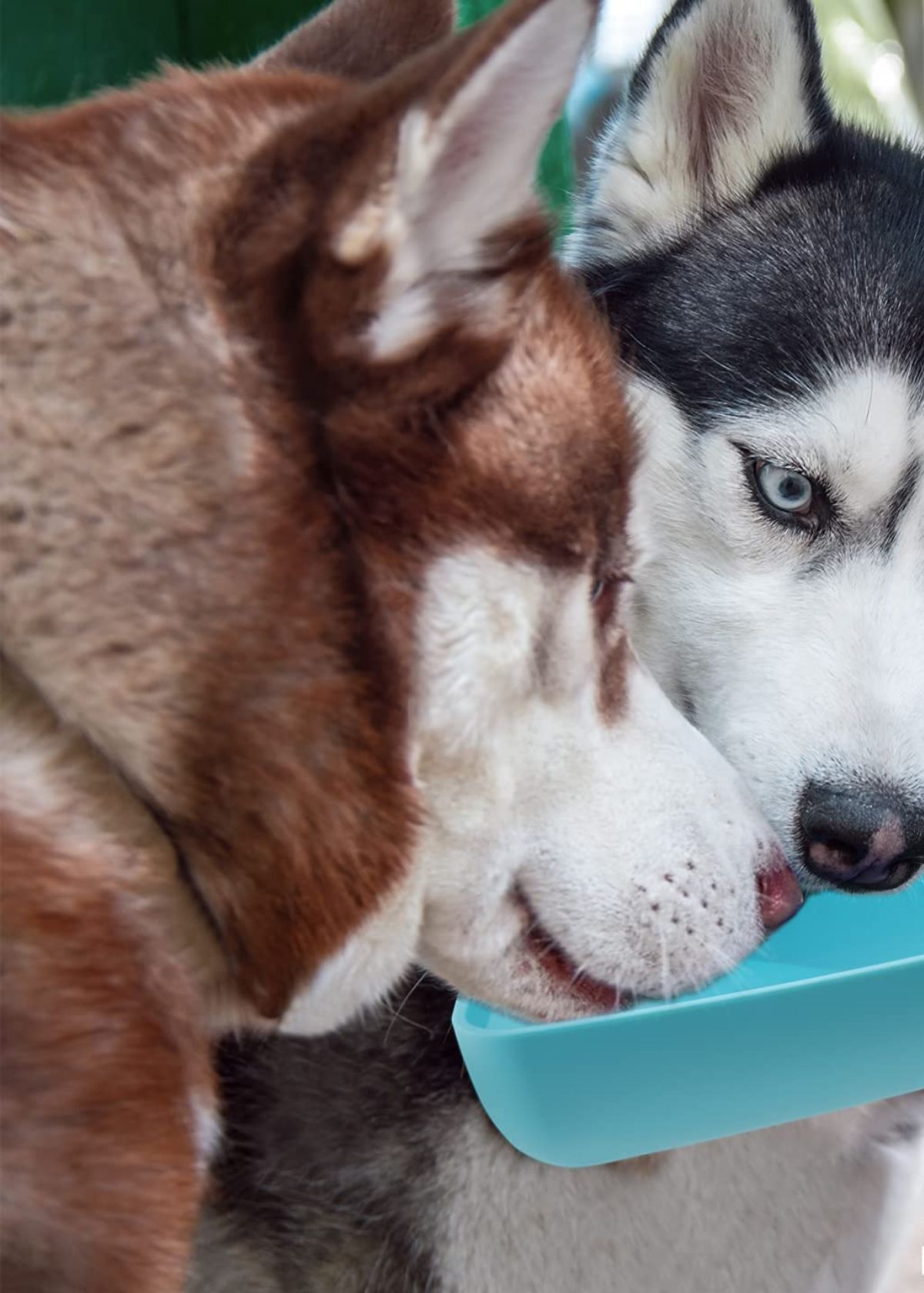 Best Dog Water Bottle