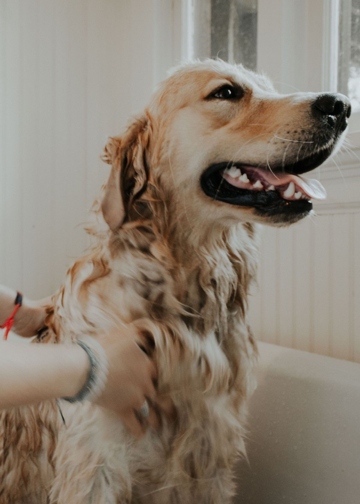 Do Dogs Need Conditioner? A Barking Good Question.