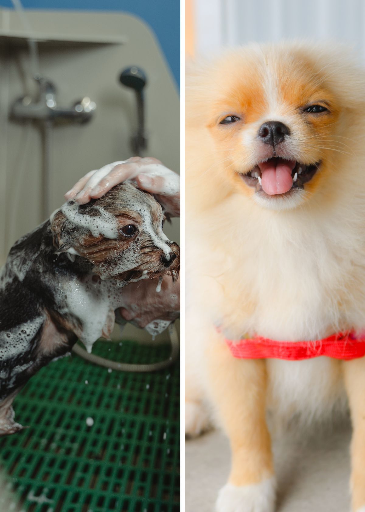 The Doggy's Choice Unlocking the Secrets of the Best Dog Conditioner!