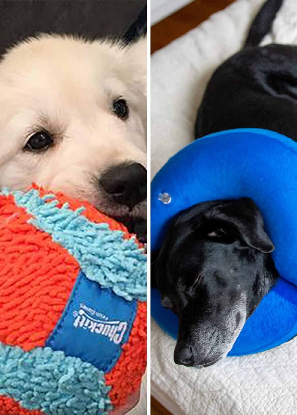 21 Game-Changing Dog Products You Need In Your Life Right Now!