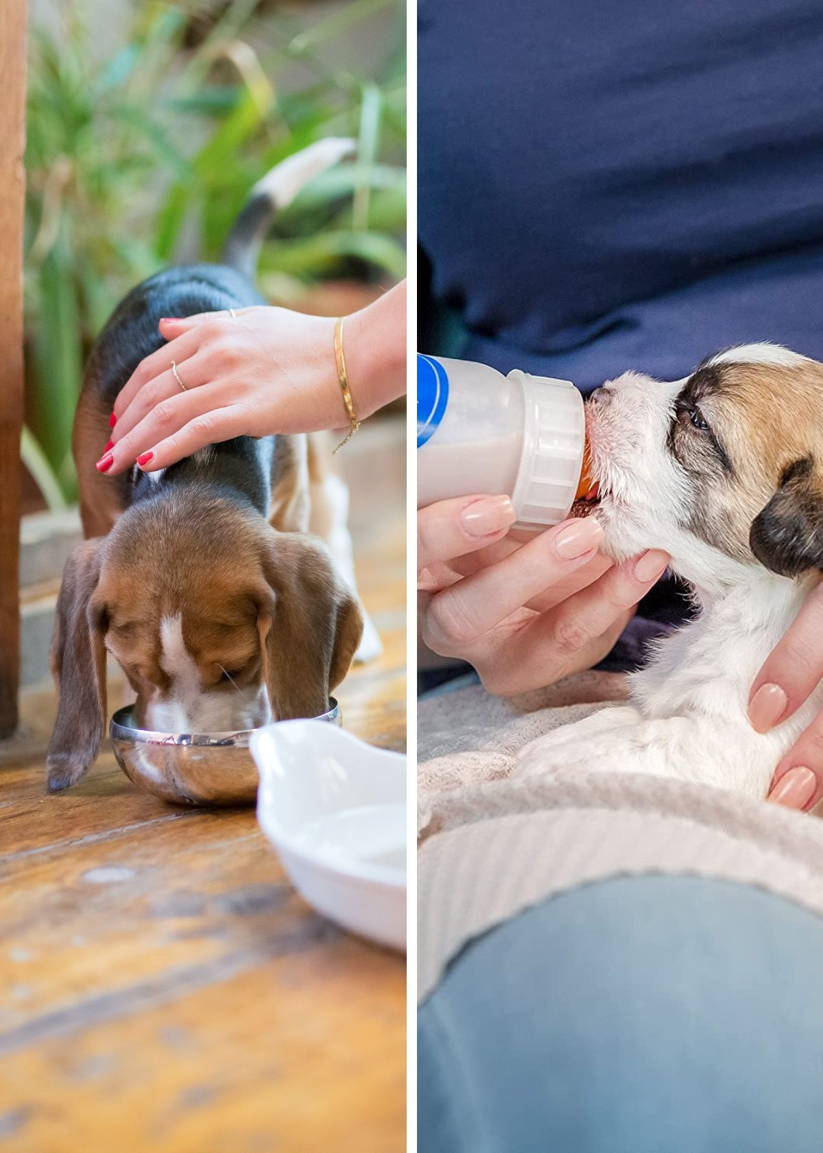 No Crying Over Spilt Milk: Finding the Perfect Milk Replacer for Your Furry Friend!