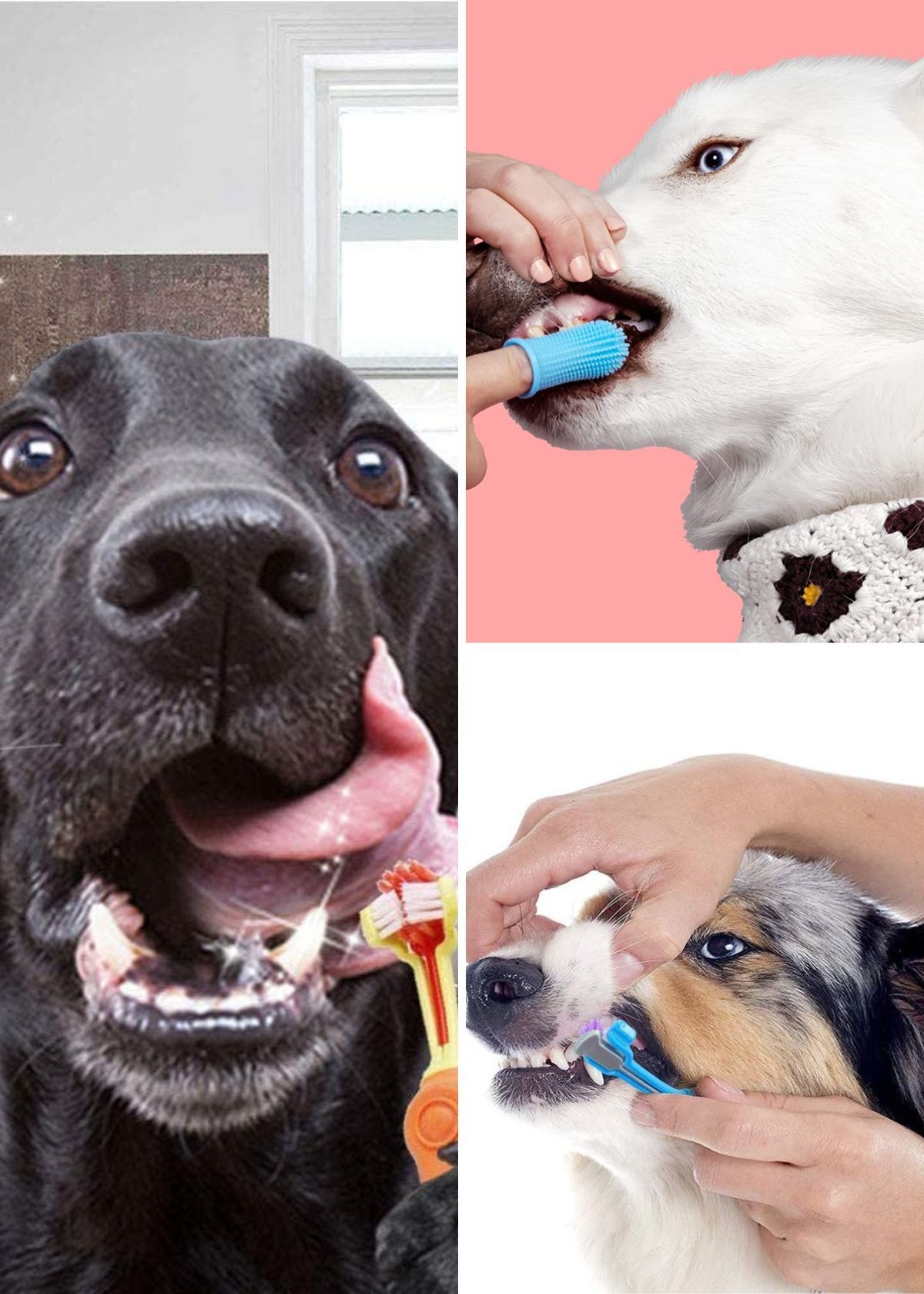 Pawesome Dog Toothbrushes That Will Give Your Furry Friend The