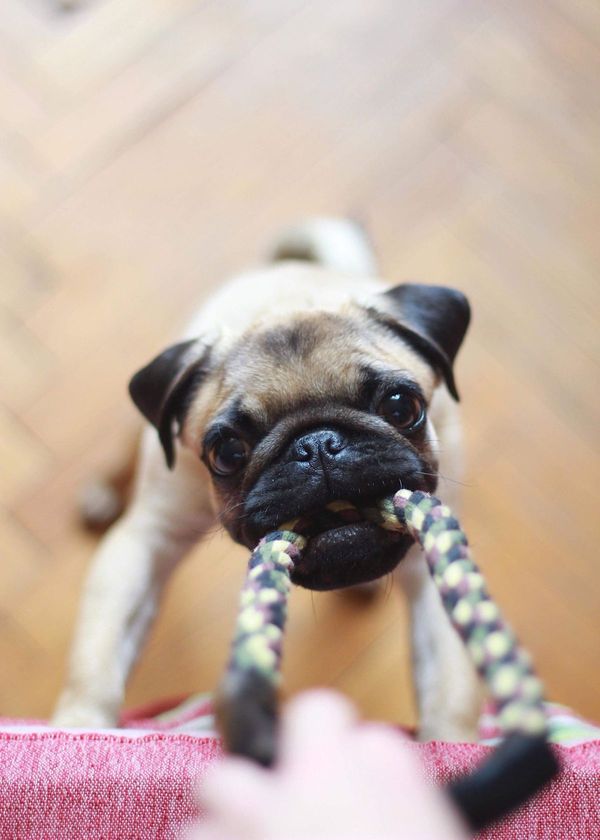 Doggone Fun: All About Tug Toys for Dogs
