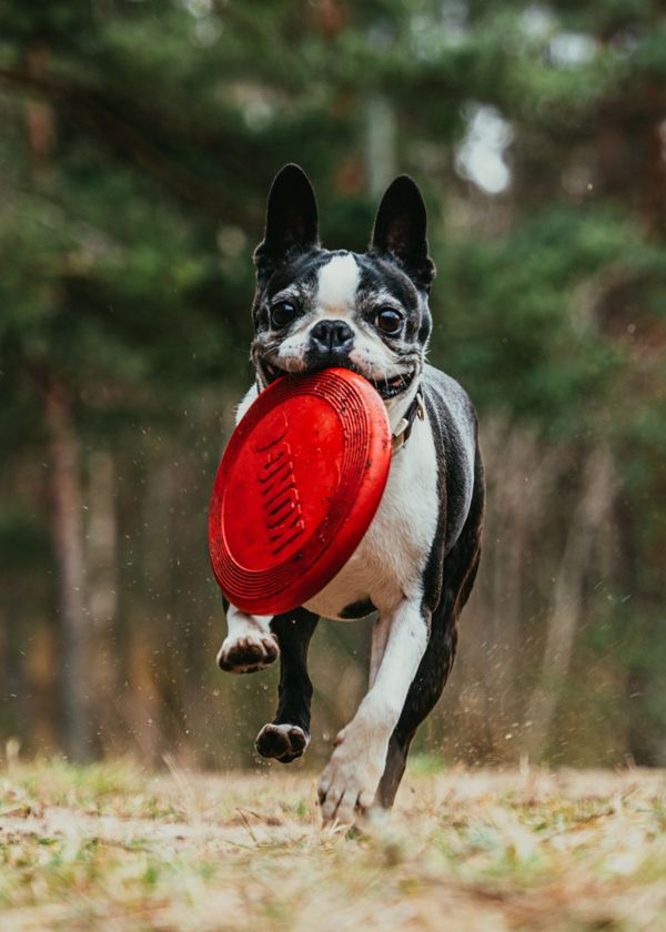 Fetching Fun: What Dog Owners Need to Know About Frisbees