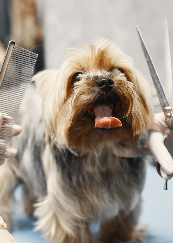 What Scissors Do Dog Groomers Use? The Secret is Out!