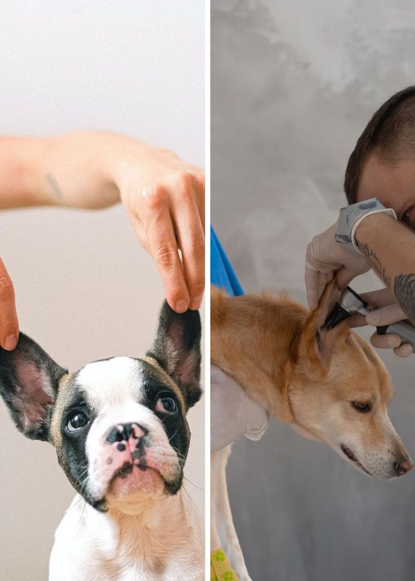 Hear Ye, Hear Ye! The Top Ear Cleaners That Will Make Your Dog's Ears 'Fur'-esh And Clean!