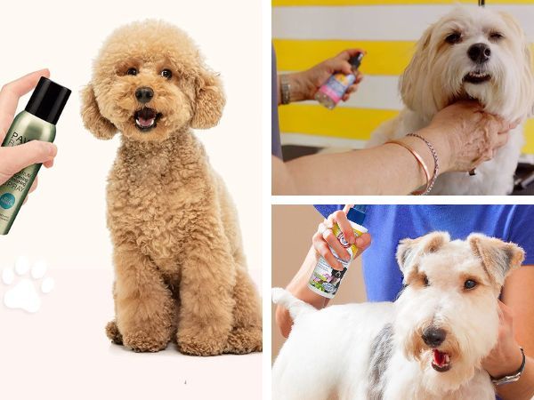 Sniff Out The Best: 6 Dog Deodorizing Sprays!