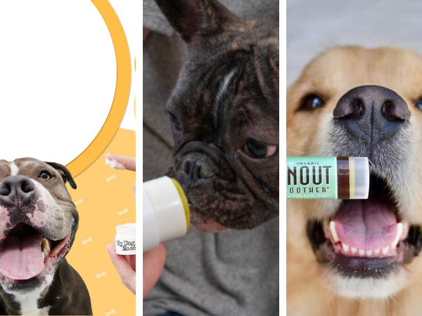 Pamper Those Snoots With Our Picks For The Top 5 Dog Nose Balms!