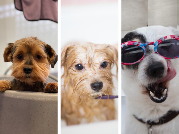 Pet Pampering At Its Finest: Reveal The Ultimate Shampoo Picks For Puppies!