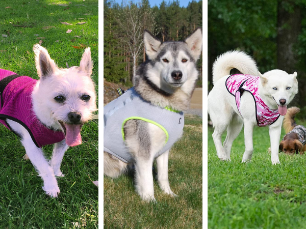 Stay Pawsitively Chill: Unveiling The Top 5 Dog Cooling Vests!