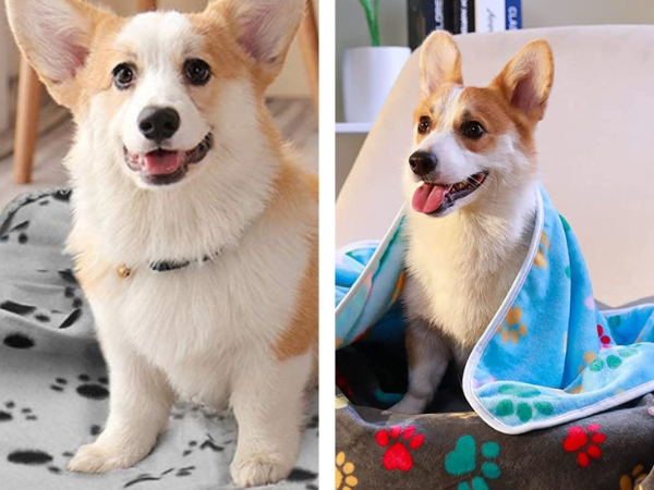 The Best Dog Blankets For Keeping Your Pup Warm And Cozy!