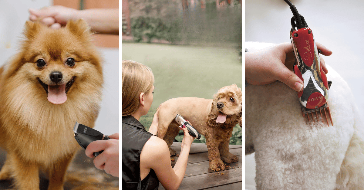 Avoid Hairy Situations With These Best Dog Clippers!