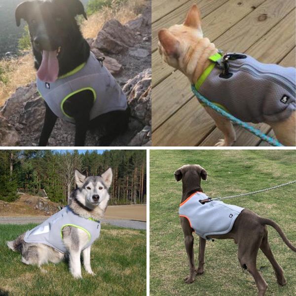 Stay Pawsitively Chill Unveiling The Top 5 Dog Cooling Vests!