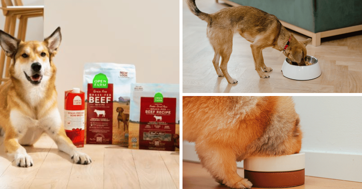 Treat Your Dog To The Finest: Top 5 Open Farm Dog Food!