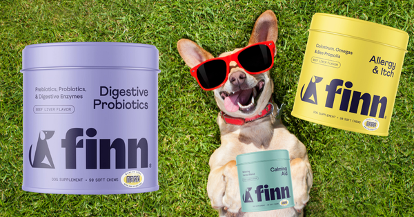 Top 5 Finn Supplements For Peak Pooch Health & Happiness