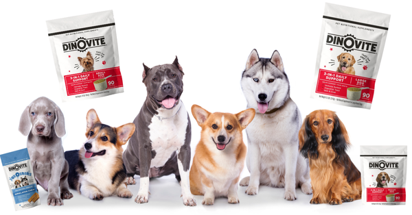 The Top 5 Dinovite Supplements Every Dog Needs!