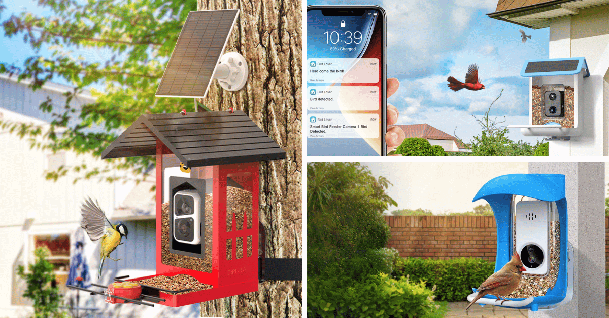 Explore The Top 7 Smart Bird Feeders For Nature Lovers!