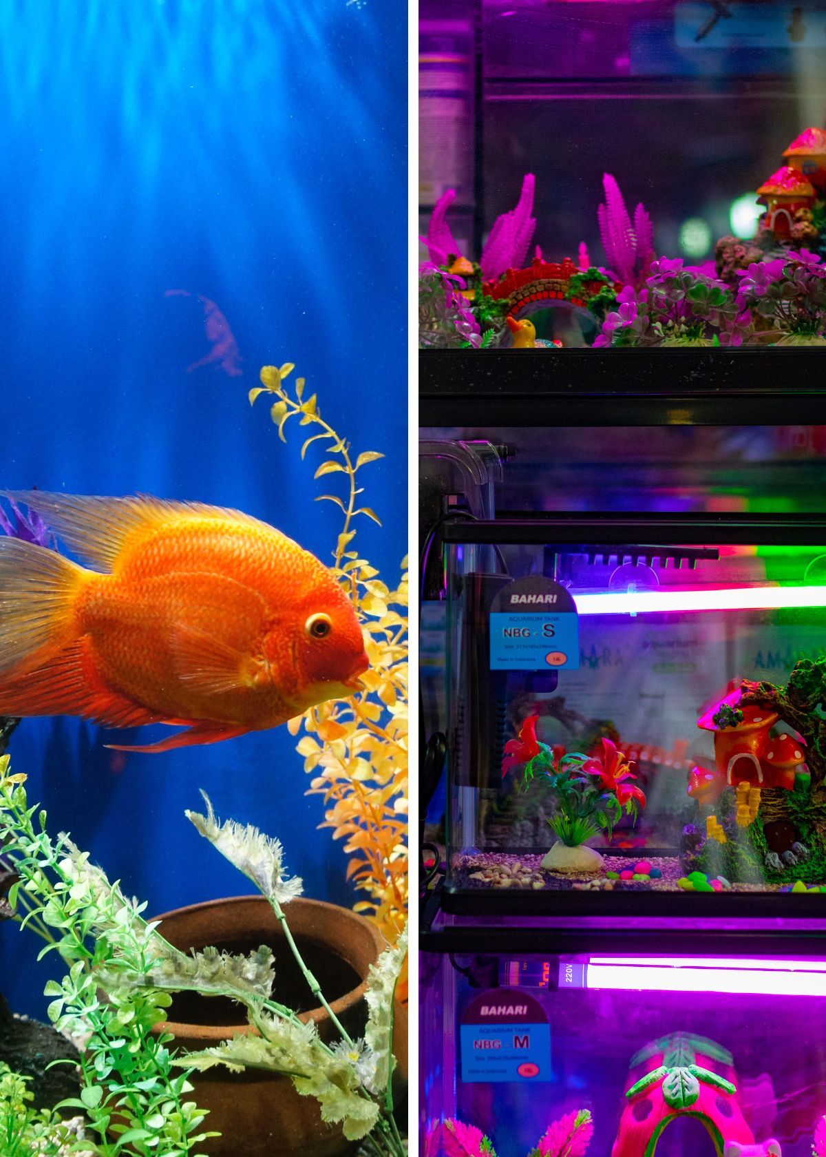 Everything You Need to Know About Aquarium Heaters!