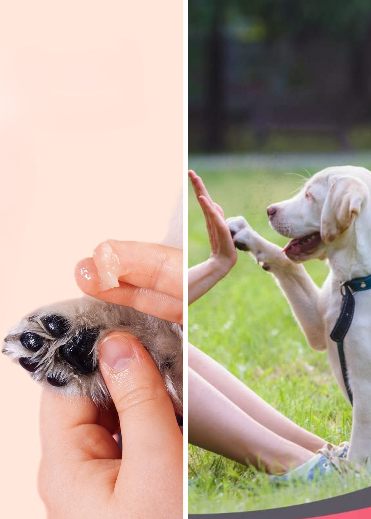 Puppy Getting Crusty? Here Are The Best Dog Paw Balms!